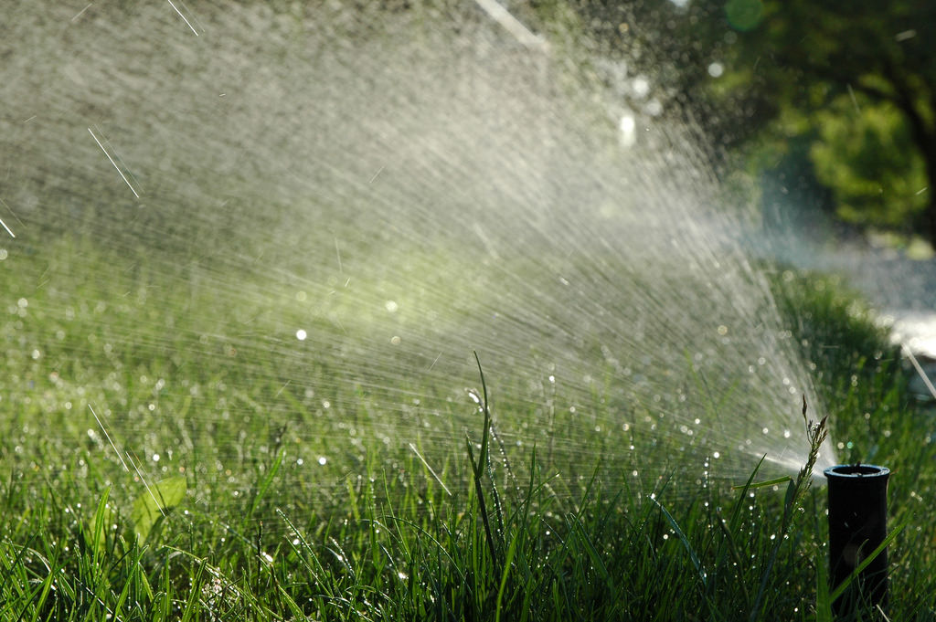 A picture of a sprinkler watering a grass lawn